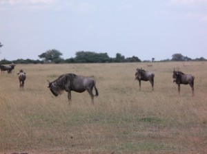 03 Serengeti (11)
