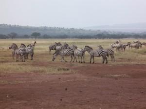 03 Serengeti (13)