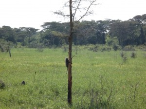 03 Serengeti (21)