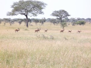 03 Serengeti (23)