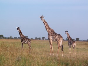 03 Serengeti (8)